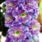 Дельфиниум 'Хайландер Блуберри Пай'   /      Delphinium 'Highlander Blueberry Pie'